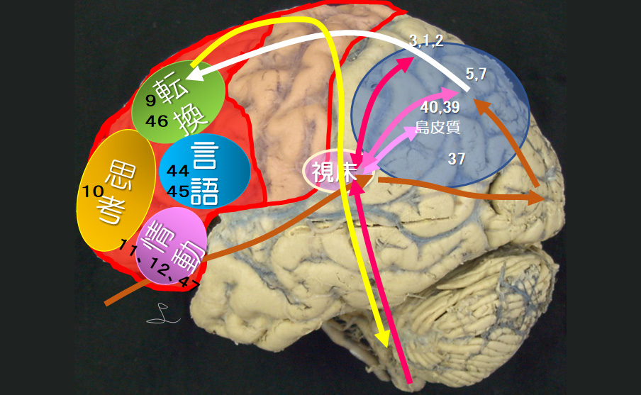 図2 認知・姿勢制御に関わる視床と頭頂葉・前頭葉における連関