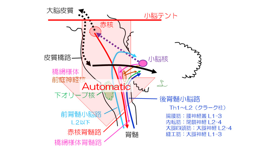 図５ 小脳の線維連絡