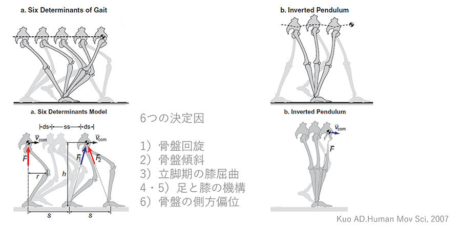6つの決定因。1骨盤回旋、2骨盤傾斜、3立脚期の膝屈曲、4・5足と膝の機構、6骨盤の側方偏位