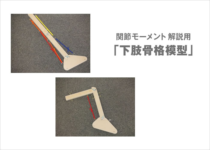 関節 モーメント 解説用「下肢骨格模型」  